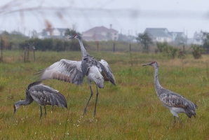 Sandhill Cranes